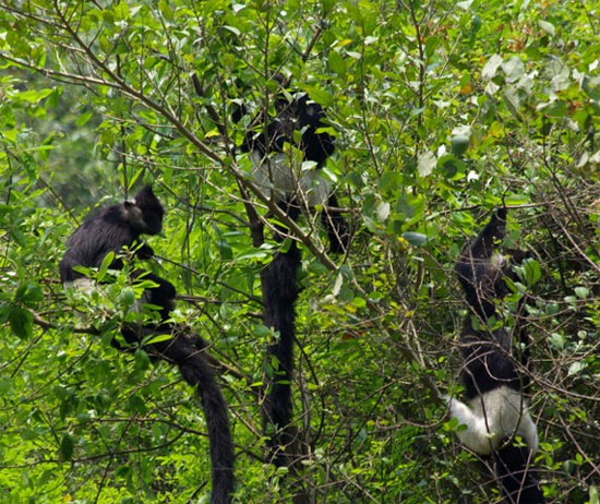 Picture 1 of Conservation of populations of white cheeked black langurs in Tuyen Quang