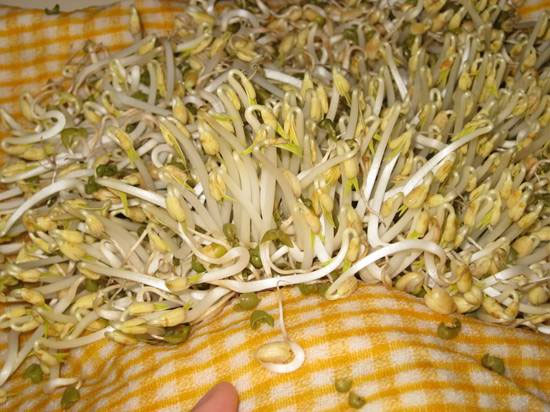 Picture 2 of Consumers are wary of stimulating bean sprouts