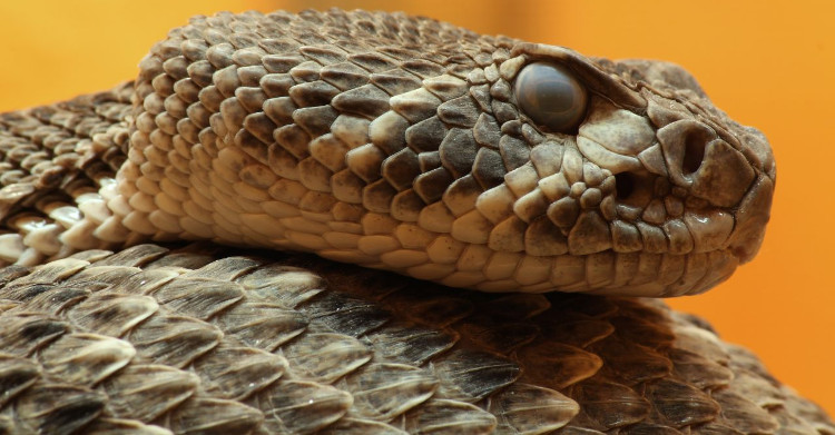 Picture 5 of Contemplating the poisonous snake Viper is deliciously made by the mild enemy