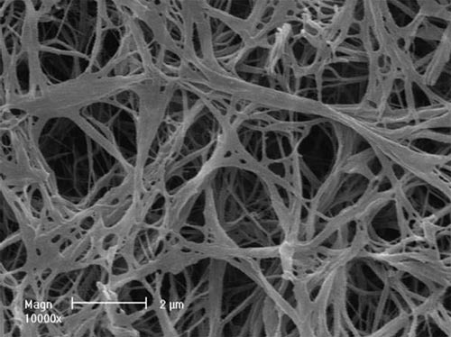 Picture 5 of Control the level of development of tissues and blood vessels instead