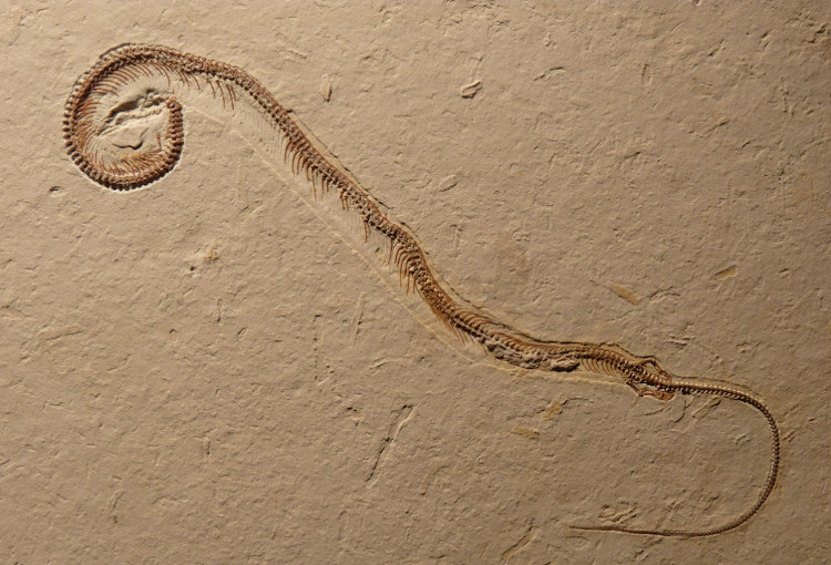 Picture 1 of Controversy over 4-legged fossils