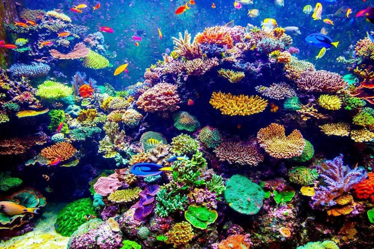 Picture 2 of Coral is the longest living animal on Earth
