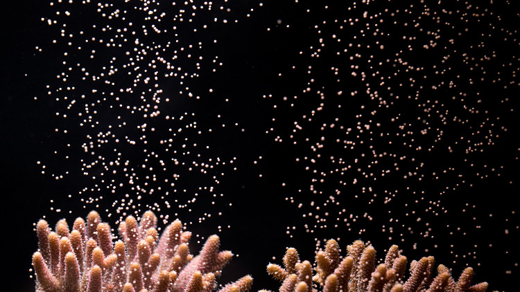 Picture 3 of Coral is the longest living animal on Earth