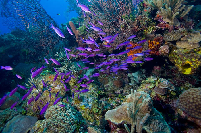 Picture 5 of Coral Reef Belize Barrier