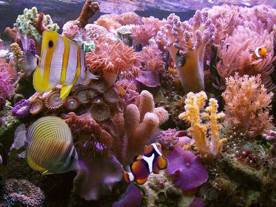 Picture 1 of Coral reefs are likely to disappear by 2050