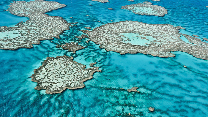 Picture 1 of Coral reefs will die if seawater acidity does not decrease