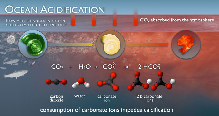Picture 2 of Coral reefs will die if seawater acidity does not decrease