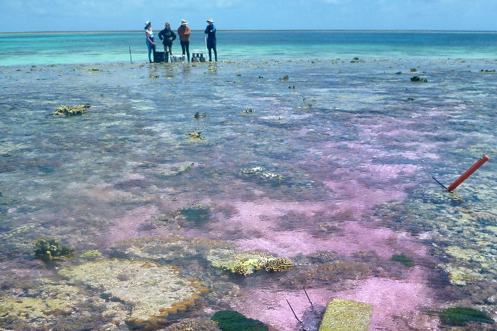 Picture 3 of Coral reefs will die if seawater acidity does not decrease
