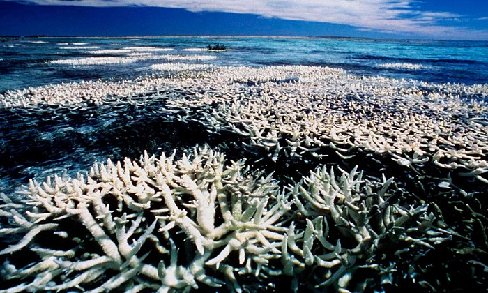 Picture 4 of Coral reefs will die if seawater acidity does not decrease