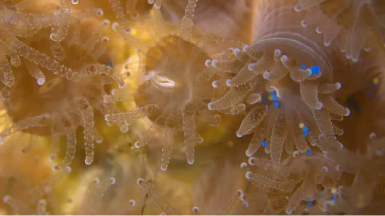 Picture 1 of Corals reject shrimp eggs, choose to eat micro-plastic seeds