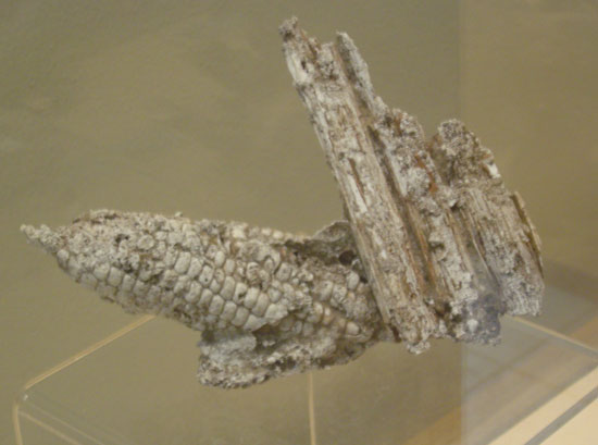 Picture 1 of Corn corn has a life expectancy of 1,400 years in El Salvador