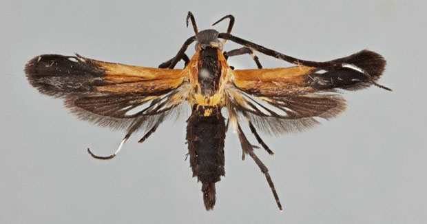 Picture 1 of Costa Rica announced the discovery of two new moths