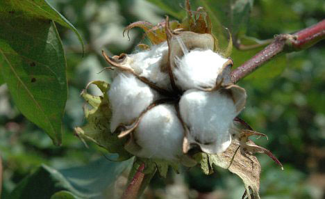 Picture 1 of Cotton food