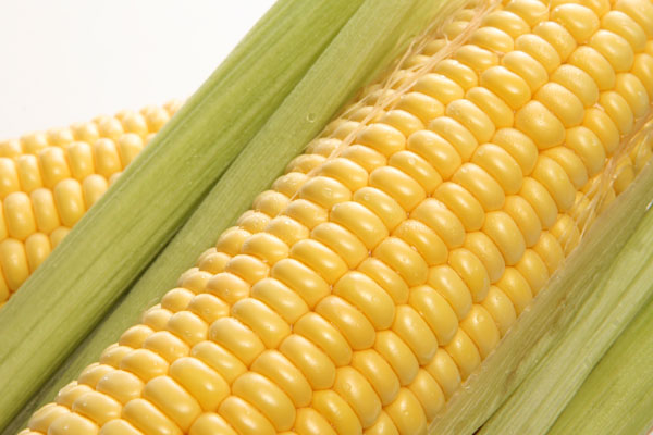Picture 1 of Countering genetically modified corn causes cancer in mice