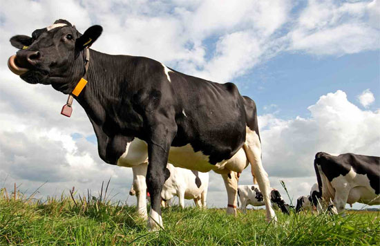 Picture 1 of Cows can predict rain
