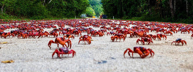 Picture 1 of Crab dyed red island in Australia