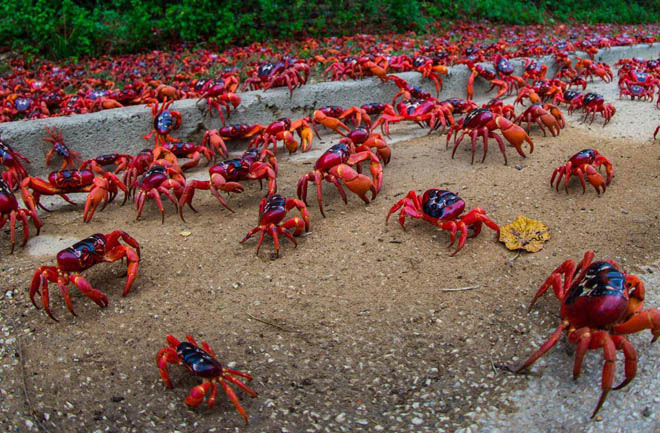 Picture 2 of Crab dyed red island in Australia
