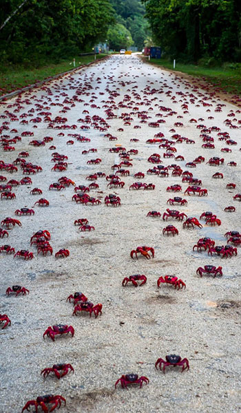 Picture 3 of Crab dyed red island in Australia