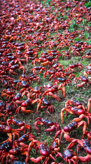 Picture 4 of Crab dyed red island in Australia
