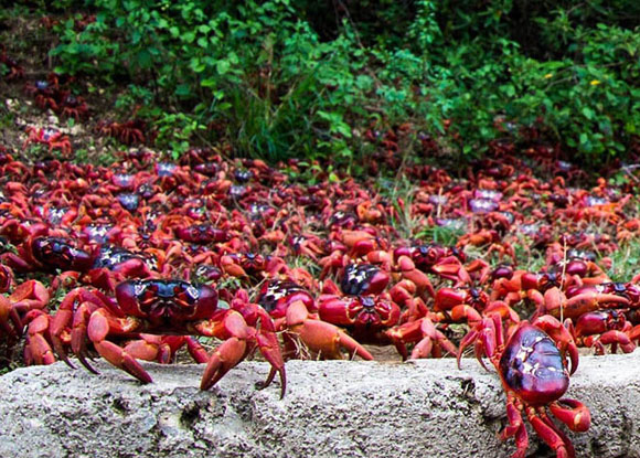 Picture 5 of Crab dyed red island in Australia