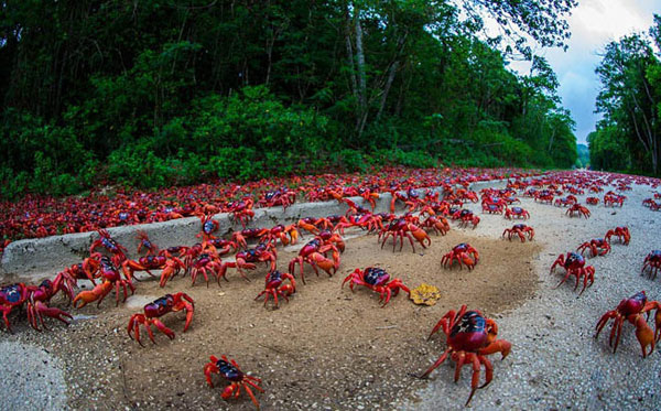 Picture 6 of Crab dyed red island in Australia