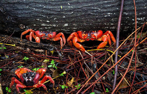 Picture 7 of Crab dyed red island in Australia