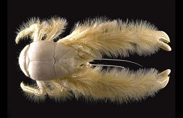 Picture 1 of Crab 'forest man'