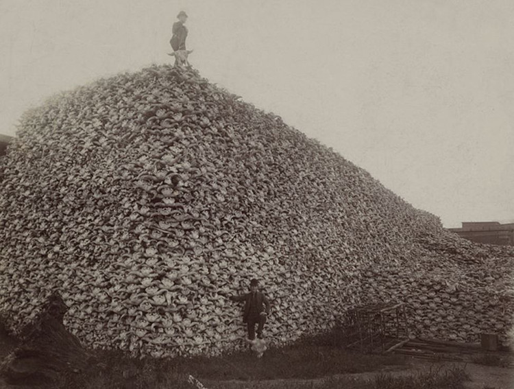 Picture 1 of Cranial mountain exposed the great massacre of bison