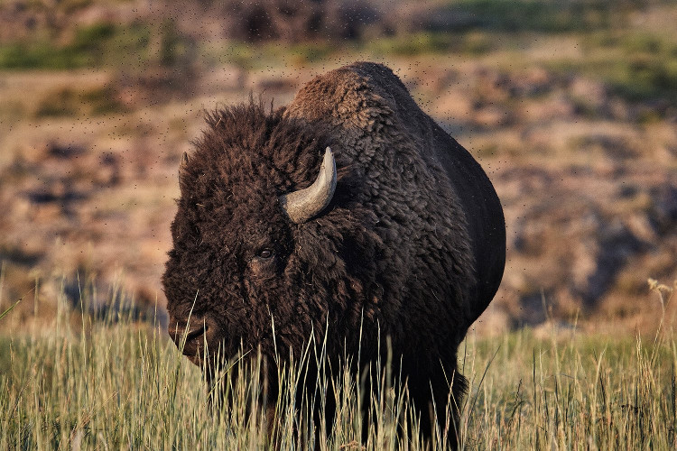 Picture 2 of Cranial mountain exposed the great massacre of bison