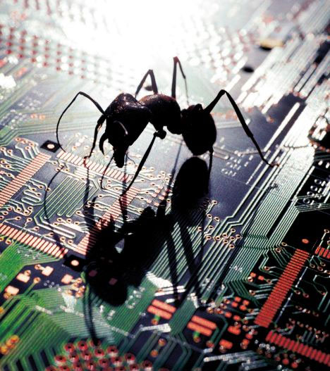 Picture 1 of 'Crazy' ants make America panic