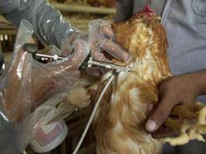 Picture 1 of Create 100% effective bird flu vaccine