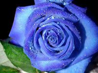 Picture 3 of Create blue roses with RNAi technique