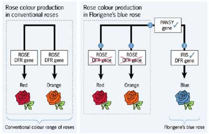 Picture 4 of Create blue roses with RNAi technique