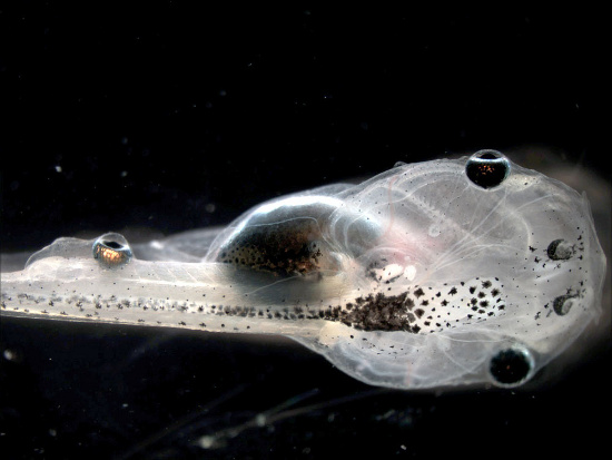 Picture 1 of Create eye tadpoles on the back