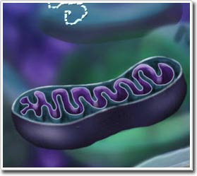 Picture 1 of Create human embryos containing DNA from 2 women & 1 man