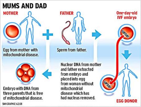 Picture 2 of Create human embryos containing DNA from 2 women & 1 man