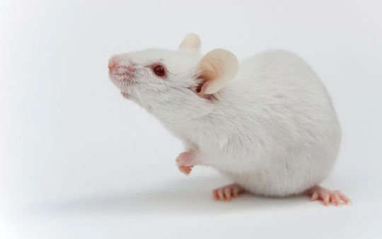 Picture 2 of Create mice that smell light