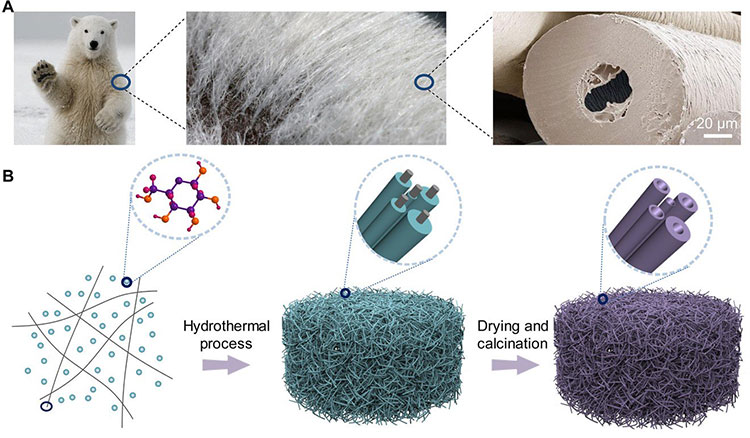Picture 1 of Create the best warmth in the world thanks to ... polar bear fur