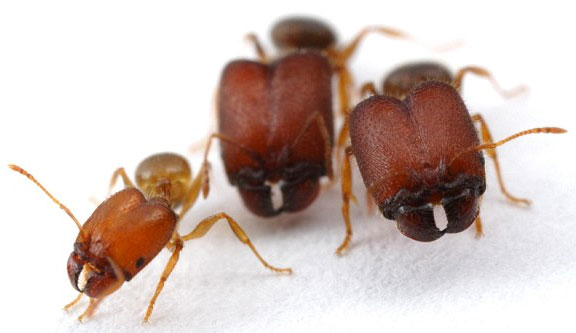 Picture 1 of Creates ants like monsters