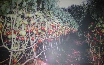 Picture 2 of Creating grafted tomatoes with disease resistance