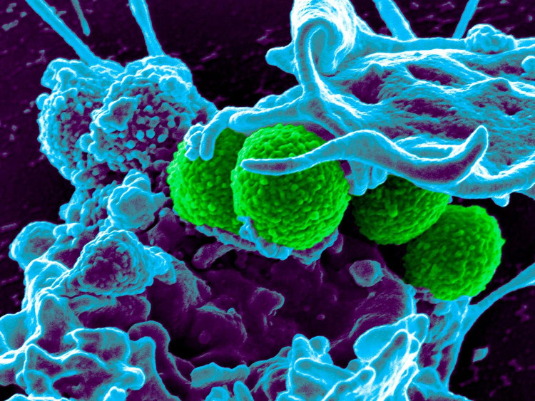 Picture 2 of Creating hybrid virus against antibiotic resistant virus