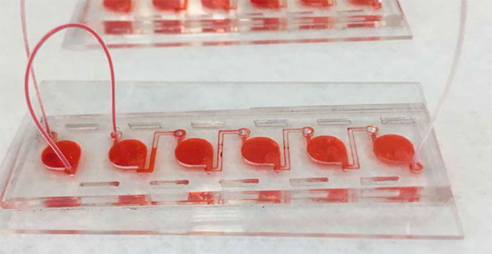 Picture 1 of Creating the human body ... miniature in the laboratory
