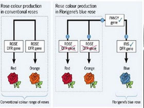 Picture 1 of Creating transgenic plants resistant to viral disease by RNAi