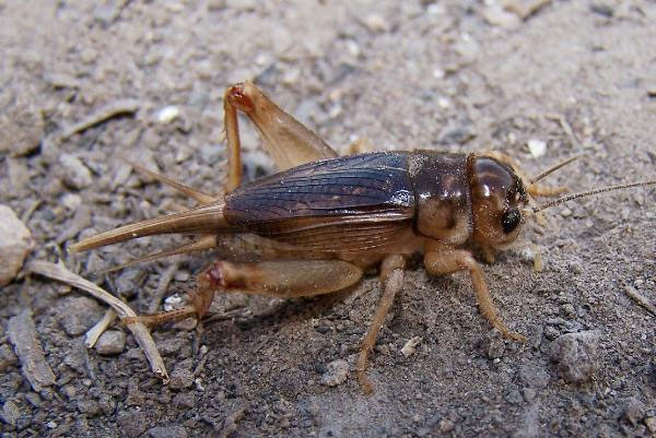 Picture 2 of Crickets and other interesting information you may not know