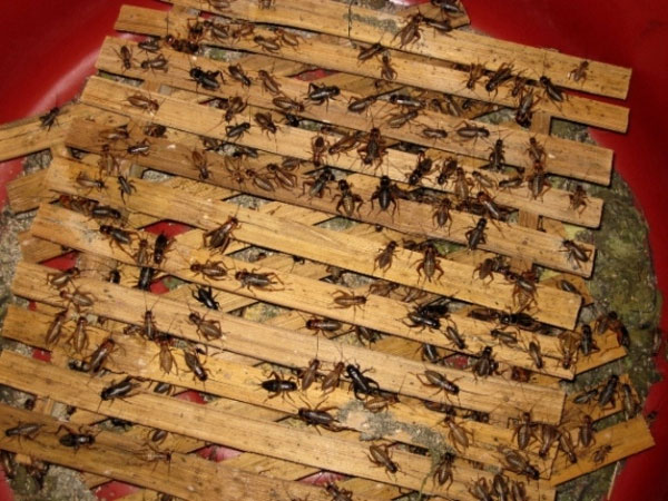 Picture 3 of Crickets and other interesting information you may not know