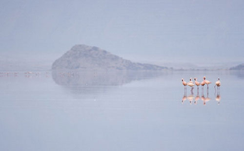 Picture 10 of Crimson wings: Mystery of flamingos