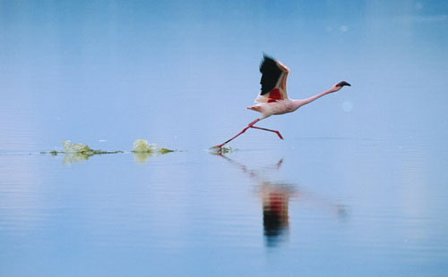 Picture 7 of Crimson wings: Mystery of flamingos
