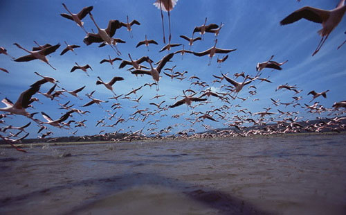 Picture 8 of Crimson wings: Mystery of flamingos