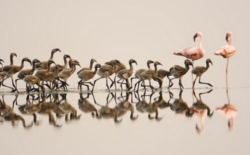 Picture 9 of Crimson wings: Mystery of flamingos