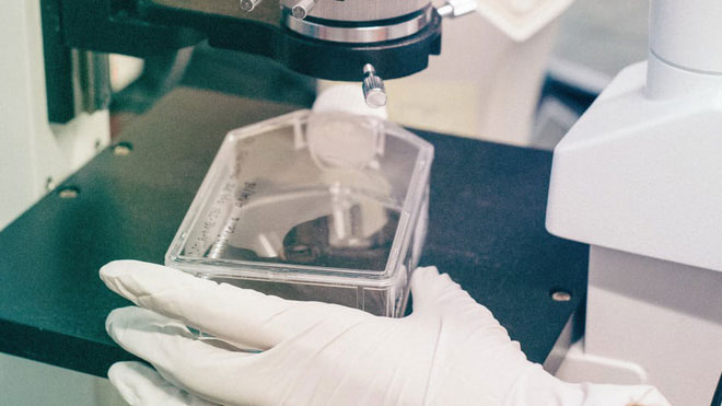 Picture 1 of CRISPR gene editing technique will make cancer cells no longer immortal